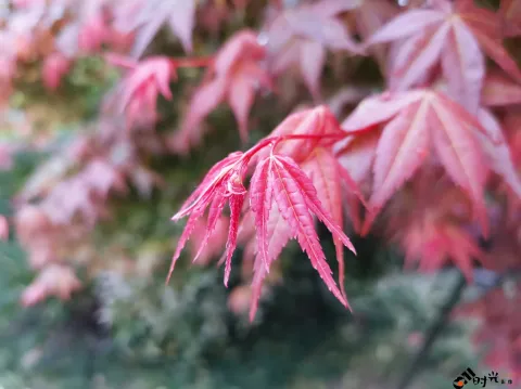 红枫