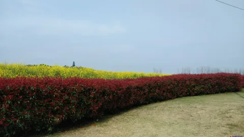 良渚文化村，观油菜花