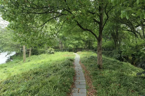 绿树丛中的走道