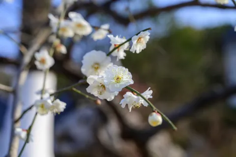 超山梅花18