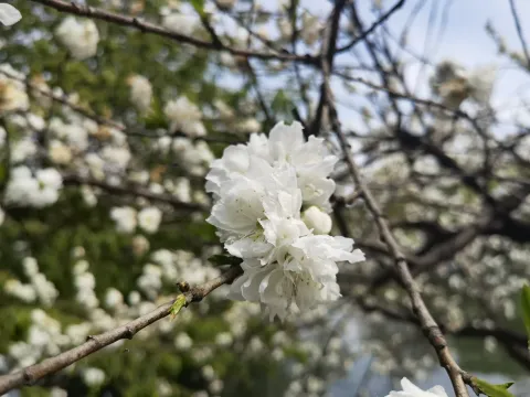 千瓣白桃3