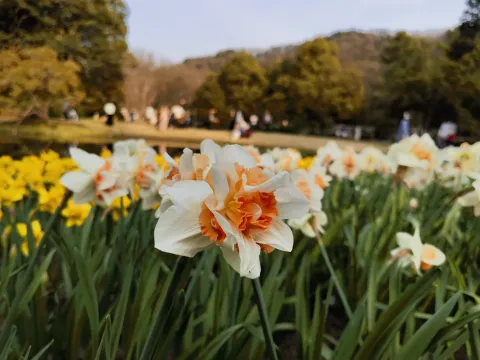 太子湾赏花16