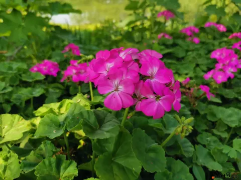 西溪湿地盛开的鲜花