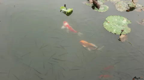 水中畅游的鱼儿