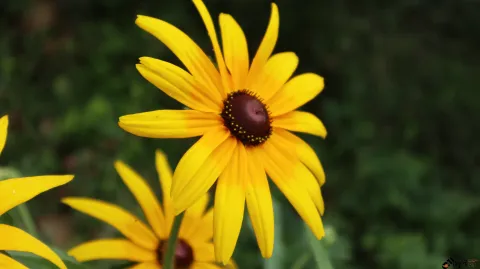 盛放的金光菊