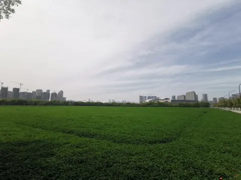 养眼的绿色