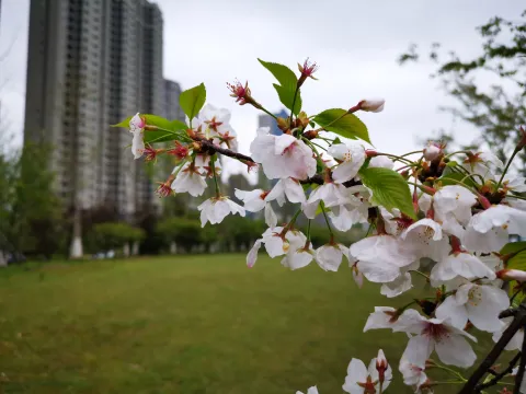 最美樱花走道6