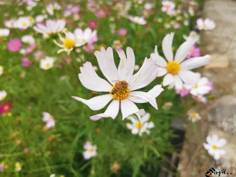 勤劳采蜜中的蜜蜂