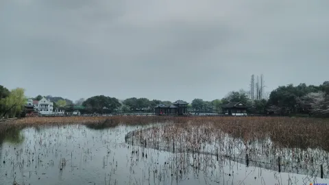 曲院风荷