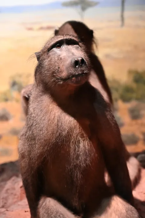肯尼斯·贝林世界野生动物展4