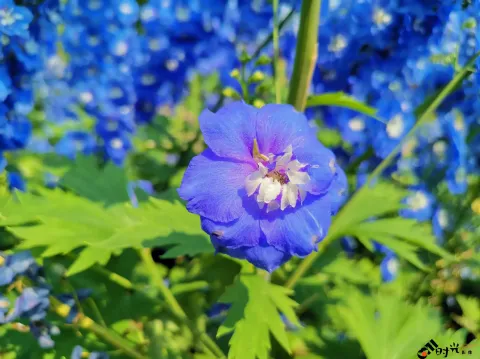 西溪湿地盛开的鲜花