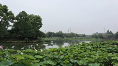 夏雨中清新绽放的荷花