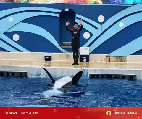 白鲸之恋7