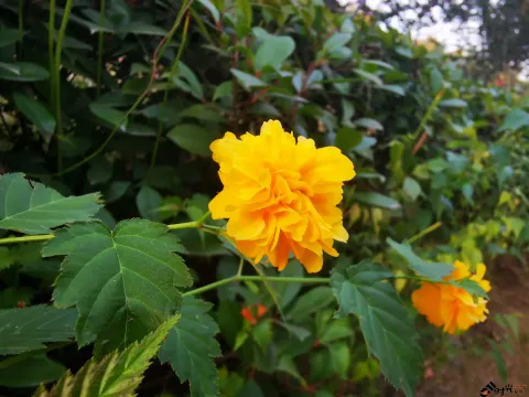 重瓣棣棠花