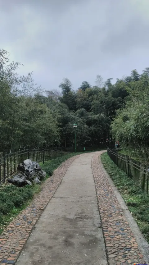 桃源岭，竹类植物区