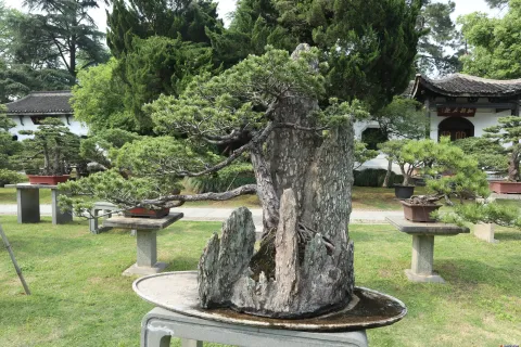 曲院风荷里面的盆景