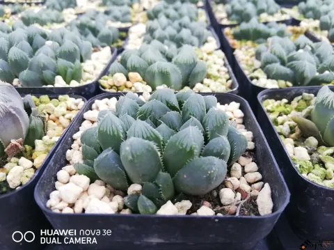 鲜花玻璃房内的花卉
