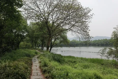 绿树丛中的走道