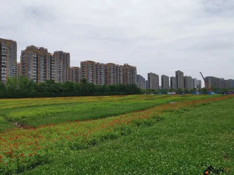 路边的野花不要采