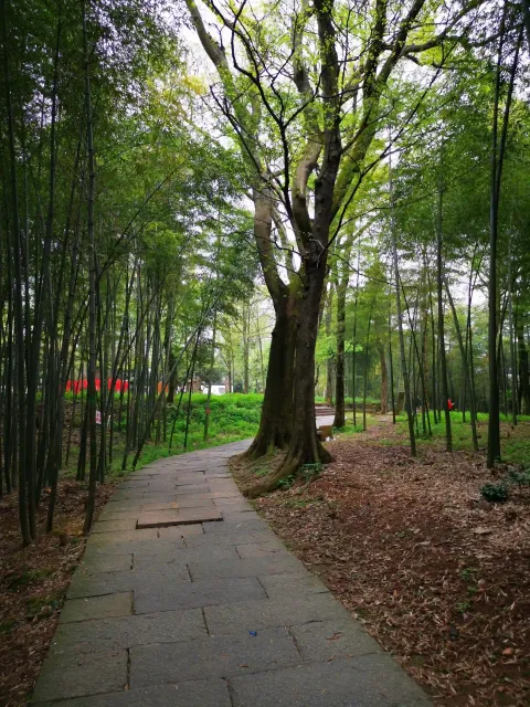 五云山39