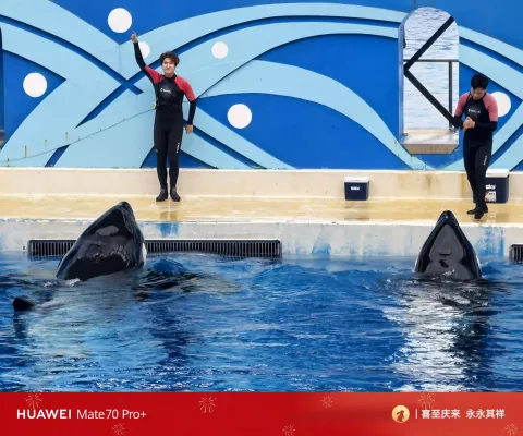 白鲸之恋3