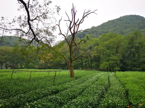 九溪路两侧的美景