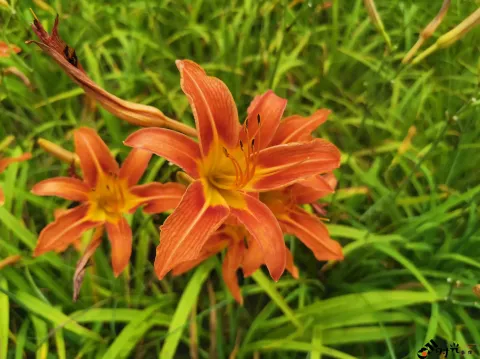 萱草