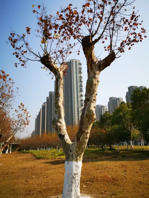 萧山北塘公园秋季的风景