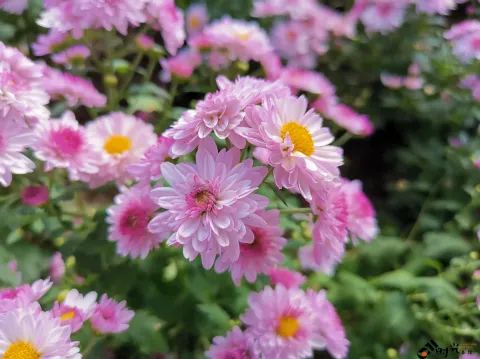 盛开的花朵