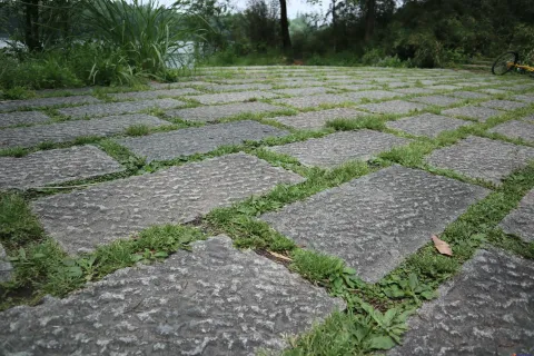 绿树丛中的走道