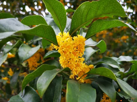 桂花飘香