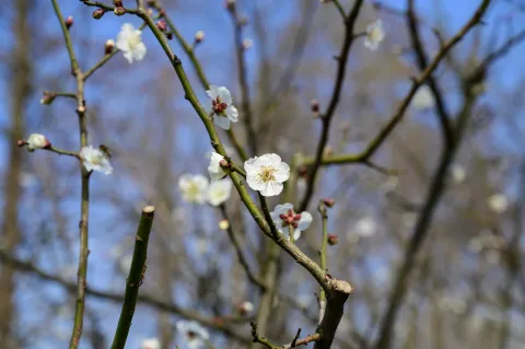 超山梅花10