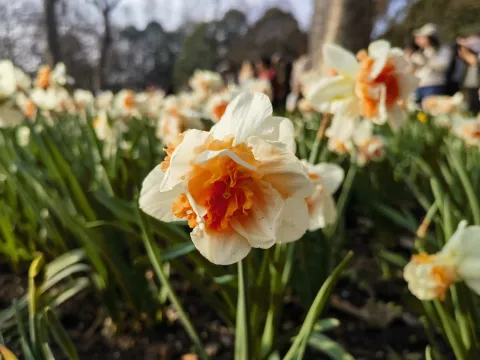 太子湾赏花4