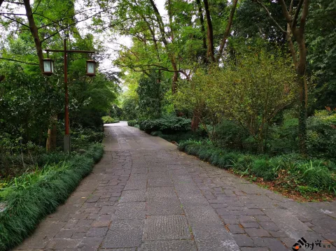 龙井路，心旷神怡的景色
