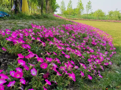 西溪湿地盛开的鲜花