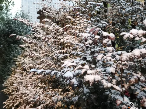 2018年的尾巴尽然下了一场不小的雪