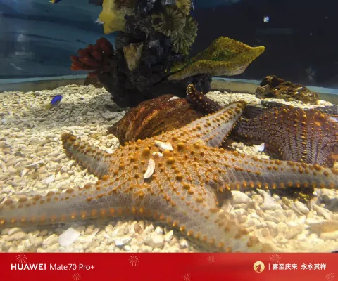 上海海昌海洋公园游玩6