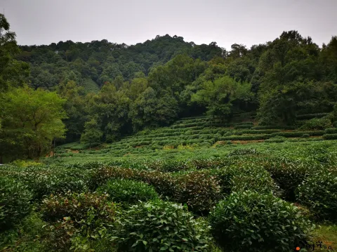 九溪路两侧的美景