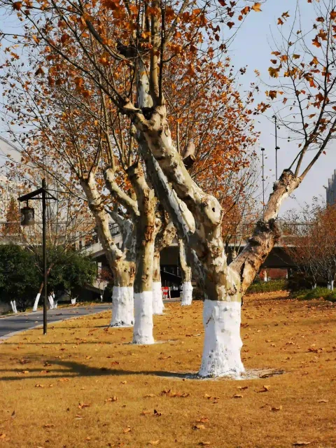 萧山北塘公园秋季的风景