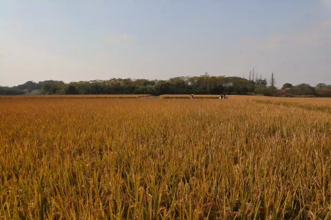 良渚古城遗址公园2
