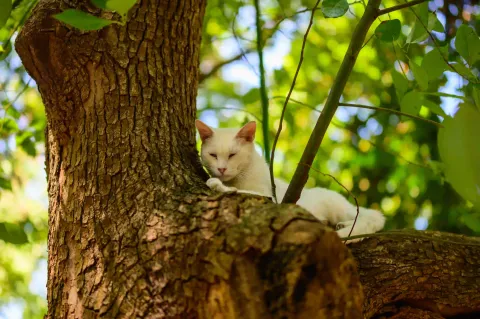 西园寺里的猫咪4