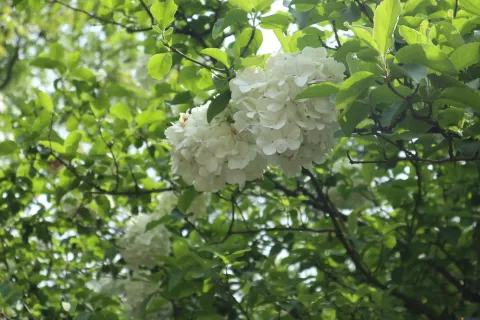 绽放的艳丽花朵