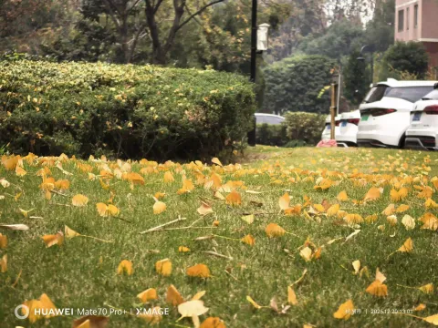 小区里的秋章10