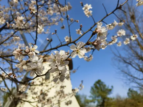 太子湾赏花5