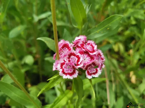 高架一侧绿化隔离带内各种盛开的鲜花