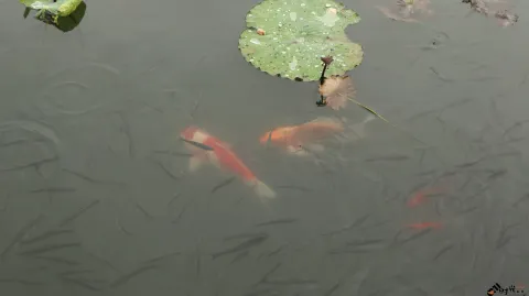 水中畅游的鱼儿