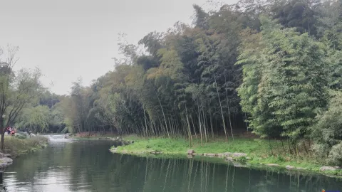 桃源岭，竹类植物区