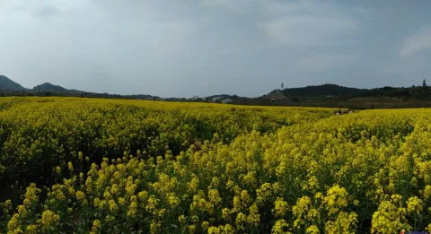 良渚文化村，观油菜花