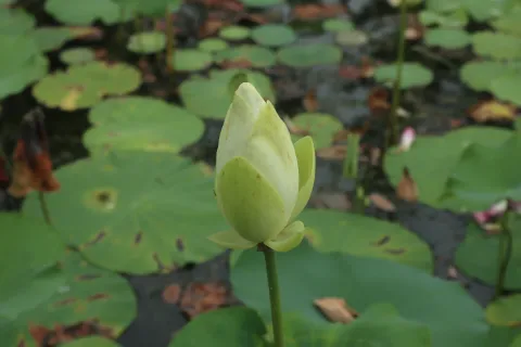 桃花湖公园里的荷花6