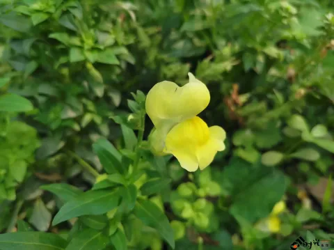 西溪湿地盛开的鲜花